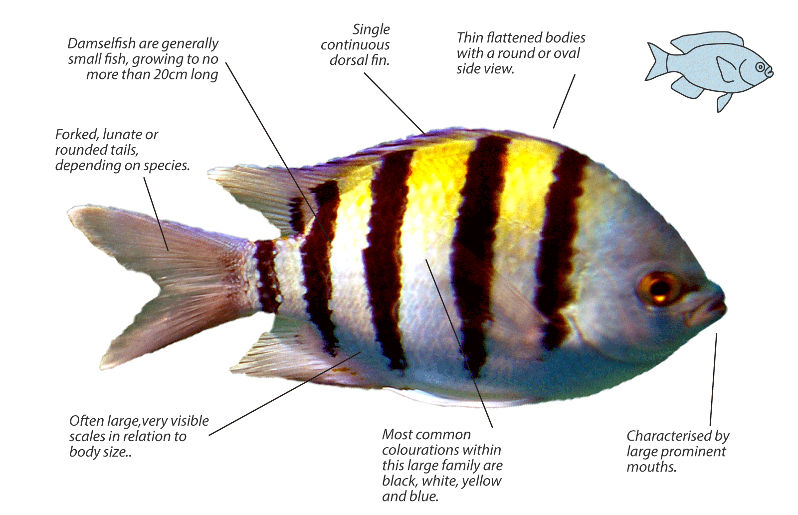 Damselfish identification image