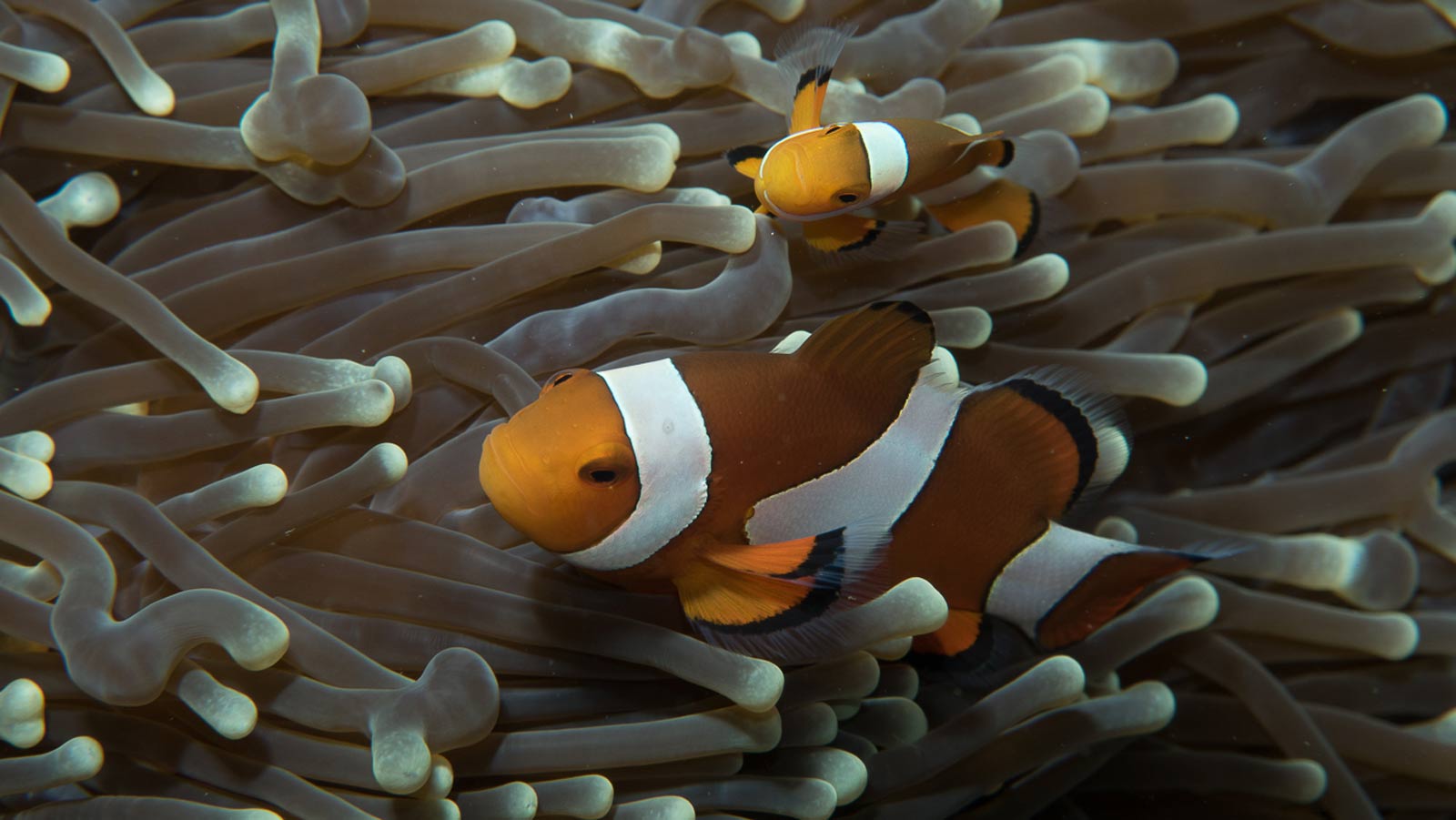 western clownfish