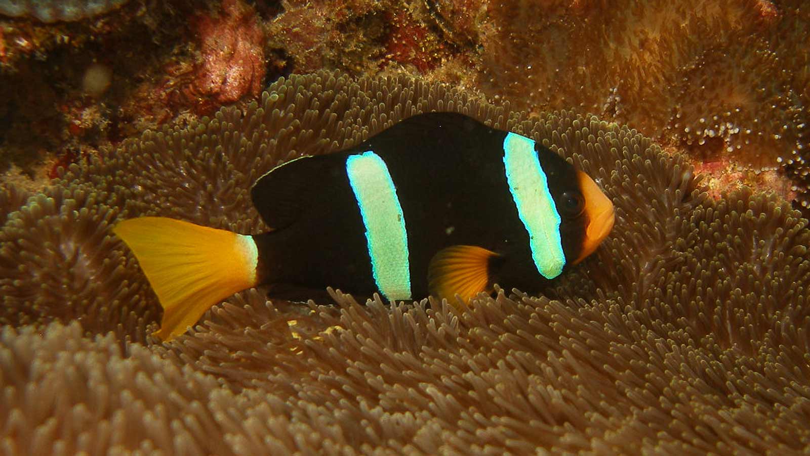 Clarks Anemonefish