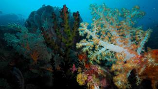 best value diving in Indonesia