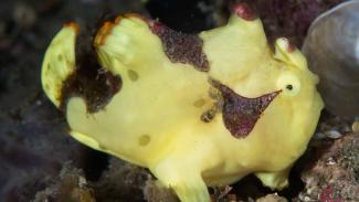 milne bay has great coral reefs and muck diving