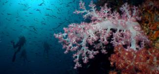 Scuba diving on coral reef