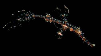 Ghost pipefish identification