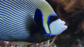 Angelfish identification