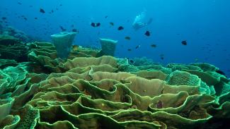 Choosing a dive spot