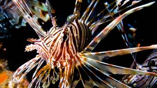Lion fish have venomous spines