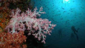 The seas of asia are very diverse