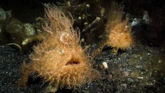 Hairy Frogfish