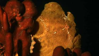 Giant Frogfish