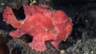Painted Frogfish