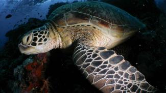 Green turtle