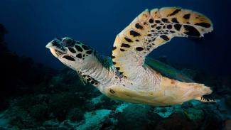 Hawksbill turtle