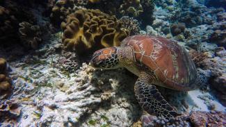 Green turtle