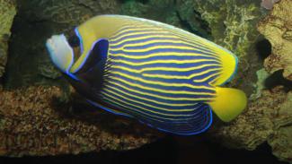 Diving in Pattaya