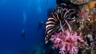 Puerto Galera diving