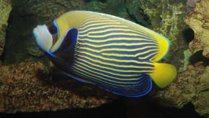 Diving in Pattaya