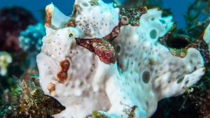 Maumere diving